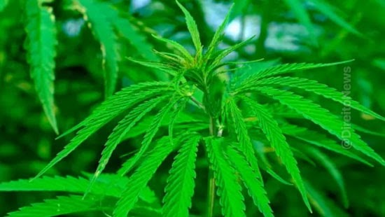 justica permissao homem cultivar cannabis sativa cita chico buarque decisao