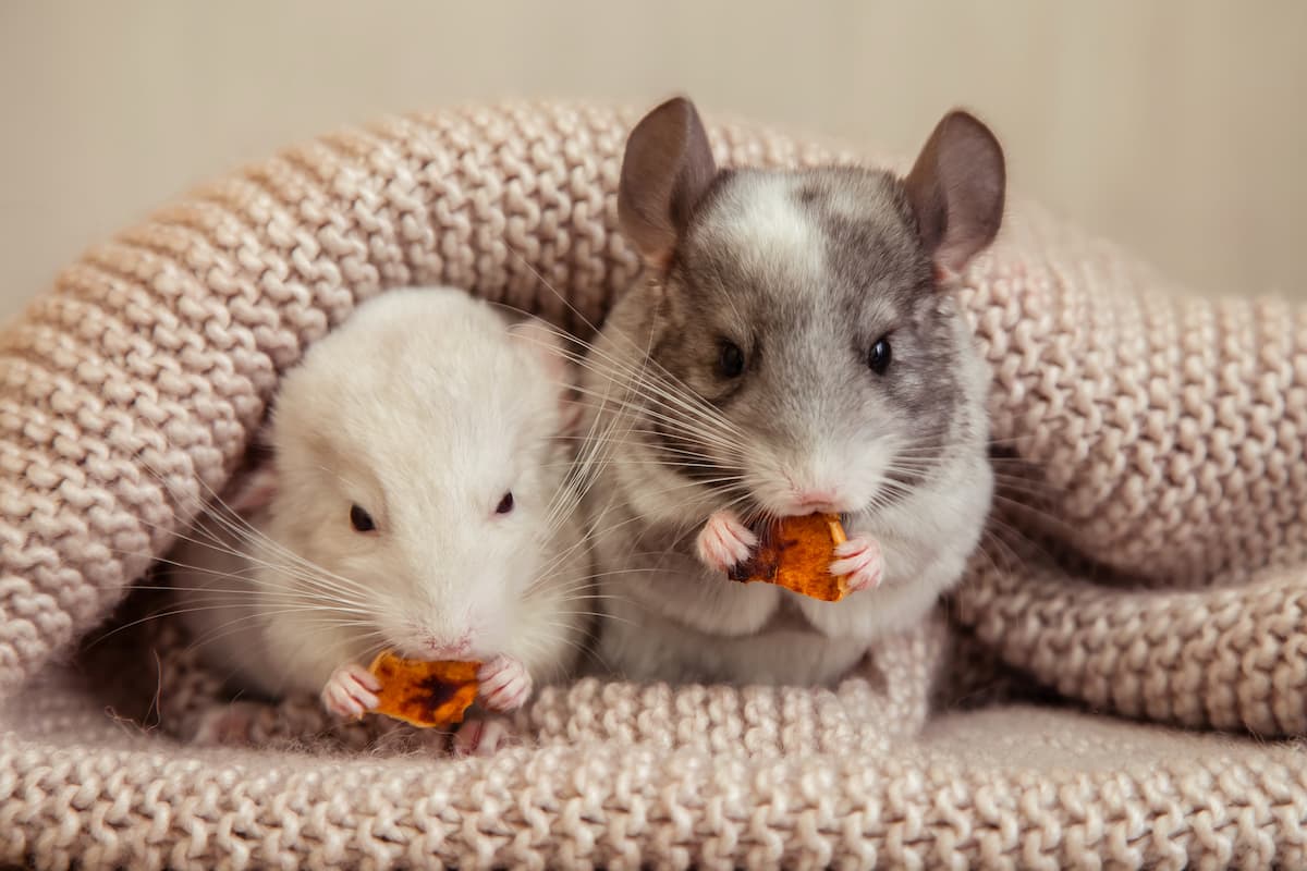 chinchilla