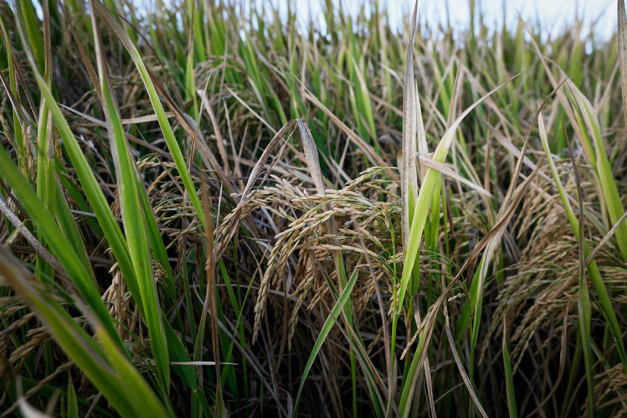 Federarroz: Chuvas causam acamamento e preocupação em produtores de arroz gaúchos 6