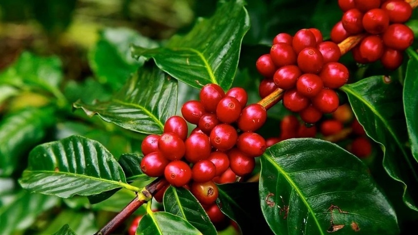 Café: preços avançam com alívio macroeconômico 1