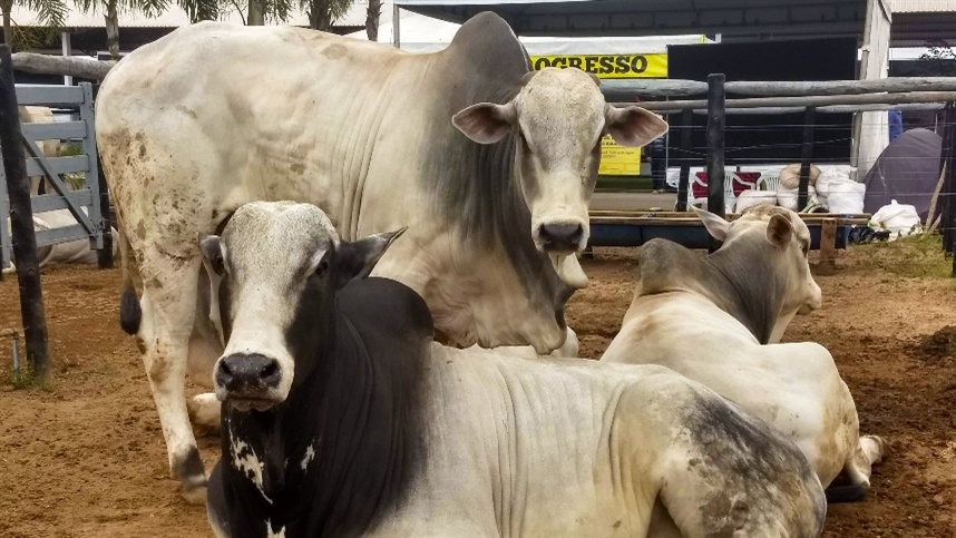 Mercado do boi gordo inicia maio com cotações estáveis 1