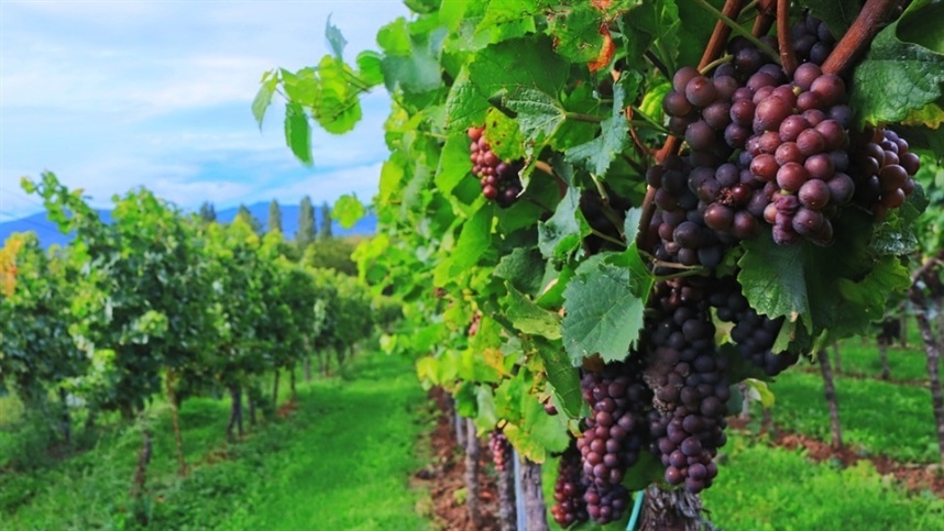 Sicredi Serrana intensifica apoio a 76 vinícolas na Wine South America 1