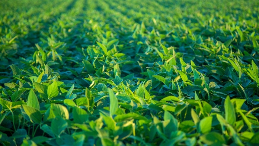 Empresa quer monitorar 5% da soja paraguaia 1
