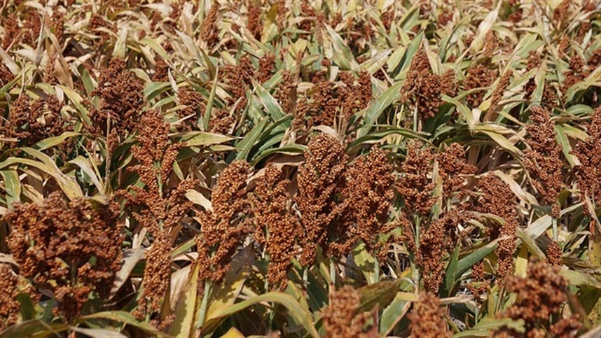 Produção de etanol a partir do sorgo avança 4