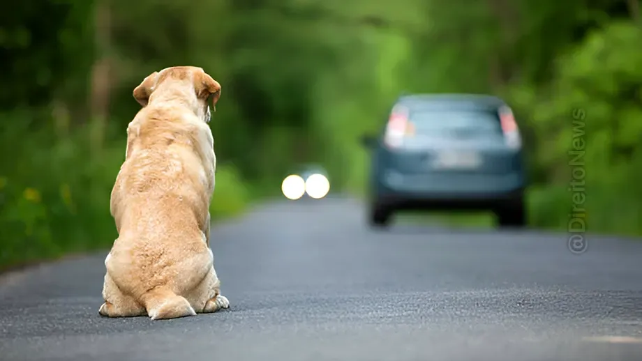 tj sp condena mulher abandonou cachorros beira estrada