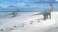 Descoberta na Inglaterra revela a trilha mais longa de dinossauros de 166 milhões de anos (FOTOS) 1