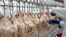 Agroindústria recua 2,1% em agosto, revela FGVAgro 2