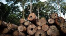 Embargo ambiental pode comprometer crédito 1