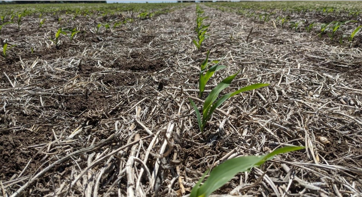 Plantio do milho verão avança para 40% no Brasil, diz Conab 5