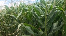 Milho segue sem reação 3