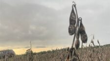 Condições climáticas pautam a soja  2