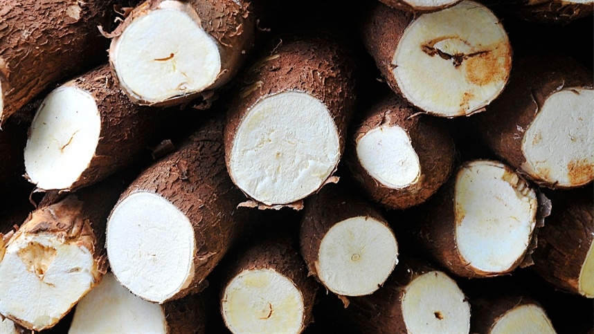 Mandioca tem boa rentabilidade em lavouras gaúchas 1