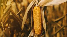 Milho recua até 0,8% em Chicago diante de falta de acordo comercial e números de exportação 2