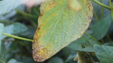 Ferrugem asiática exige atenção redobrada 1