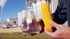 Expansão do etanol de milho abre janela de oportunidades para consumo no Brasil 1