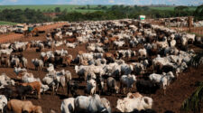 Mercado do boi gordo manteve o ritmo de valorização ao longo de outubro, encerrando o mês com preços firmes 1