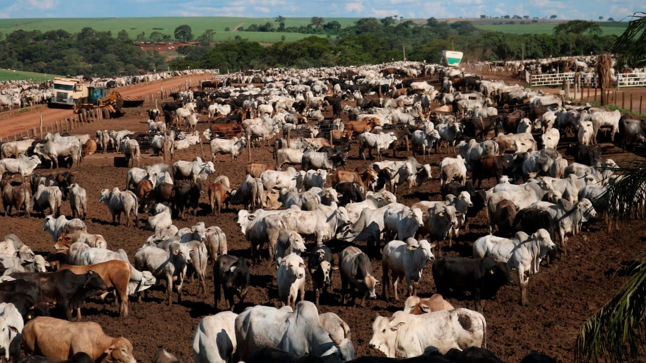 Mercado do boi gordo manteve o ritmo de valorização ao longo de outubro, encerrando o mês com preços firmes 2