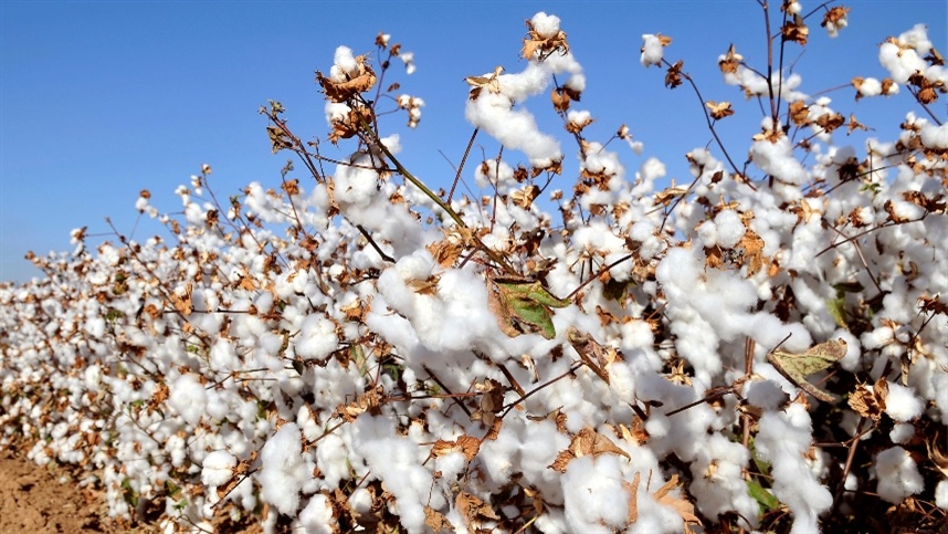 Pesquisas da Embrapa impulsionam novas fronteiras 1