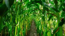Milho: produtor deve “fazer as contas” 1