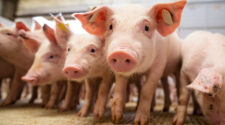 Apesar de perspectiva positiva, indústria não consegue repasses e preços da carne suína caem em outubro 2