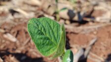 Agrural: Com chuva escassa no Cerrado, plantio de soja perde força e chega a 47% no Brasil 2