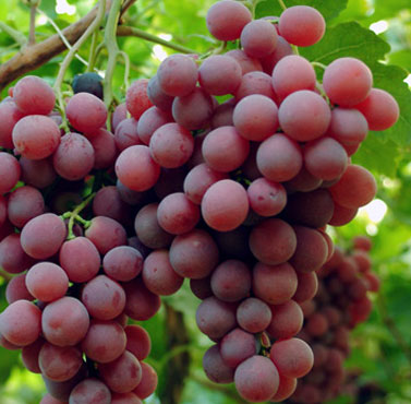 Setor de hortifrutis projeta retomada das exportações brasileiras aos EUA com o fim do tarifaço 5