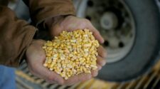 Com soja e exportações fortes, milho passa a subir em Chicago nesta quinta-feira 1