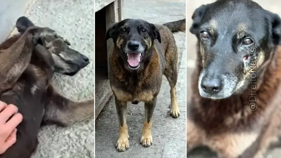 corpo cao orelha exumado apos pedido promotoria passa nova pericia sc