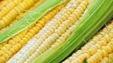 Preço do milho tem leve alta no mercado externo 1