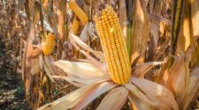 Milho desaba na B3 com alerta para safra maior 2