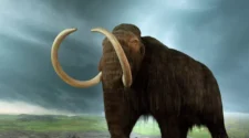 Cientistas revelam marcas de abate por humanos em mamute de 25 mil anos na Alemanha (FOTOS) 5
